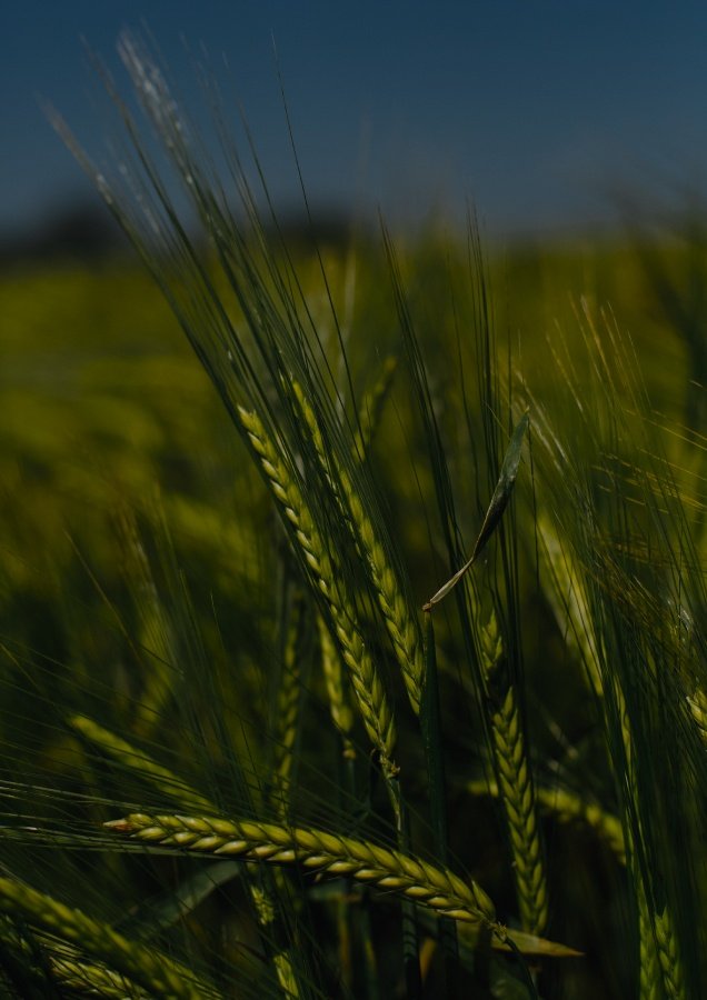 Fennel and agricultural produce