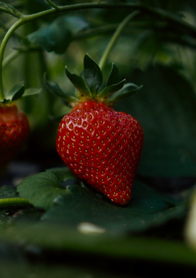 Agricultural product